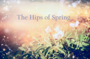 The Hips Of Spring - Written by Ena Burrud Rodriguez